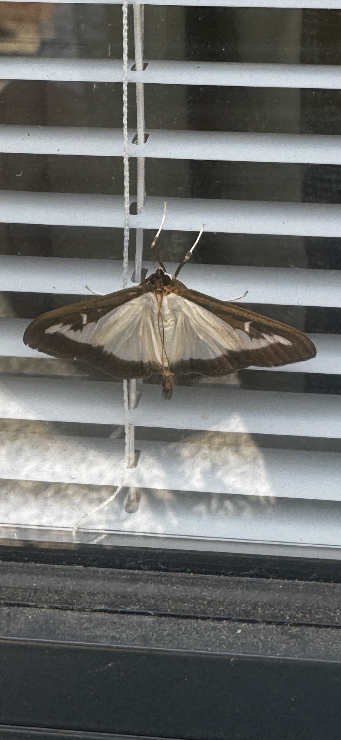 box tree moth