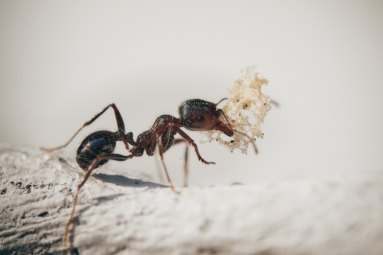 ant carrying a bit of food