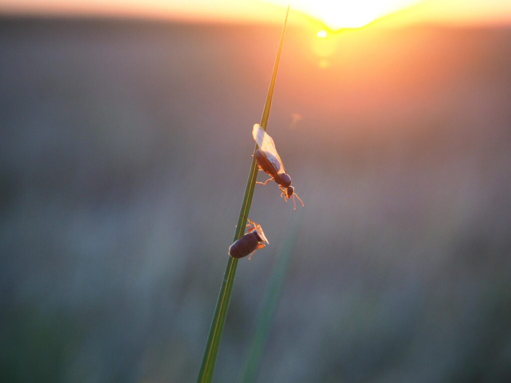 flying ants on a blade of grass resting in the sun in a field around didcot