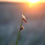 flying ants on a blade of grass resting in the sun in a field around didcot