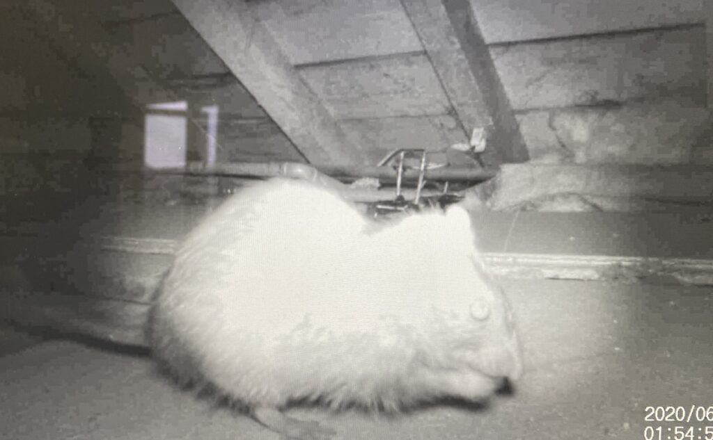 rats in a loft picked up by the uwatch cube