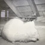 rats in a loft picked up by the uwatch cube