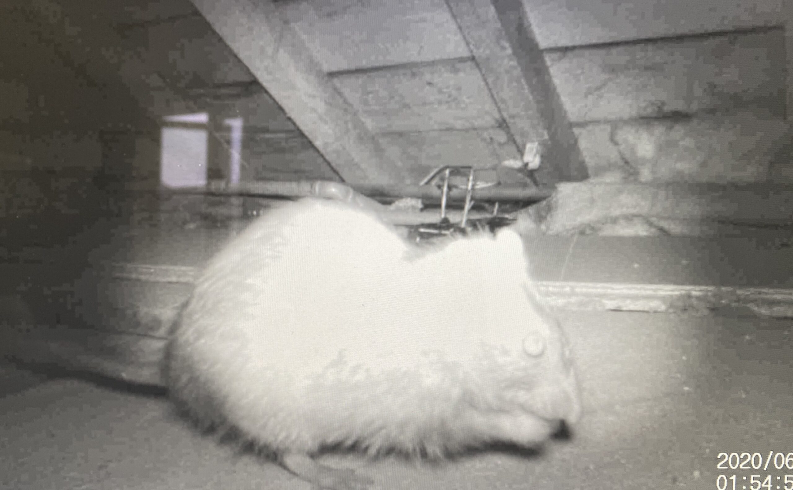 rats in a loft picked up by the uwatch cube