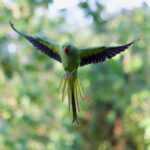 A colourful rose-ringed parakeet captured mid-flight against a natural background.