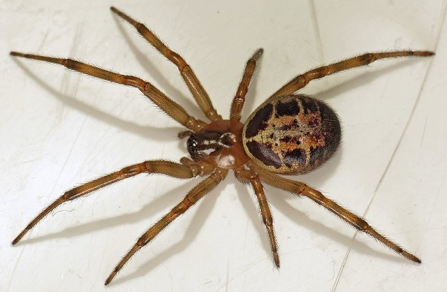 False widow spider on surface