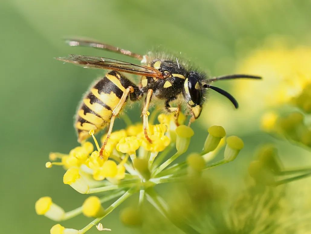 Close-up of a British wasp