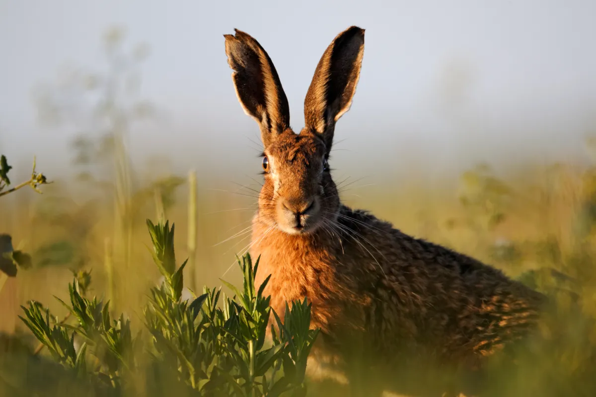 Brown hare sitting in grass