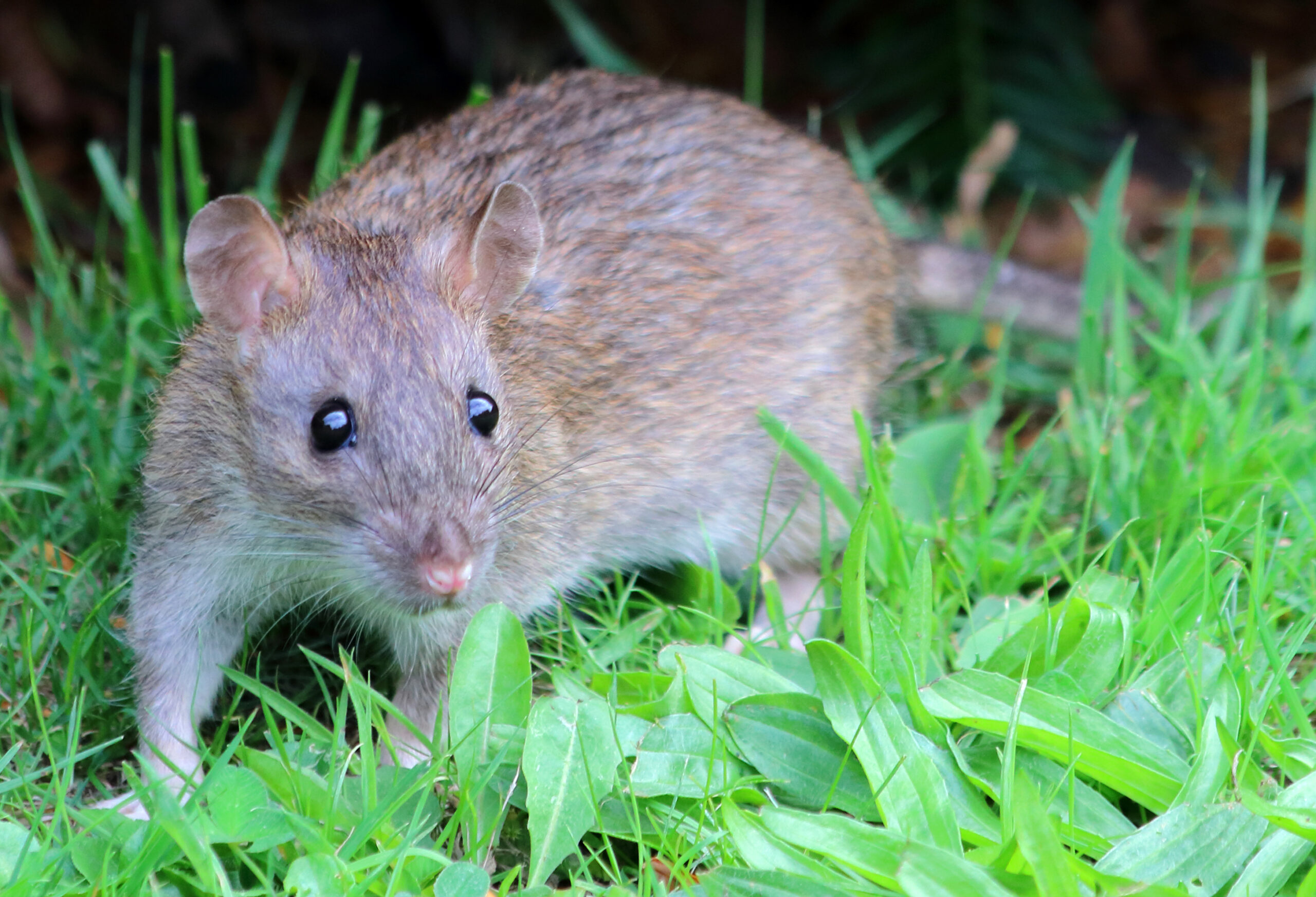 Brown rat close-up