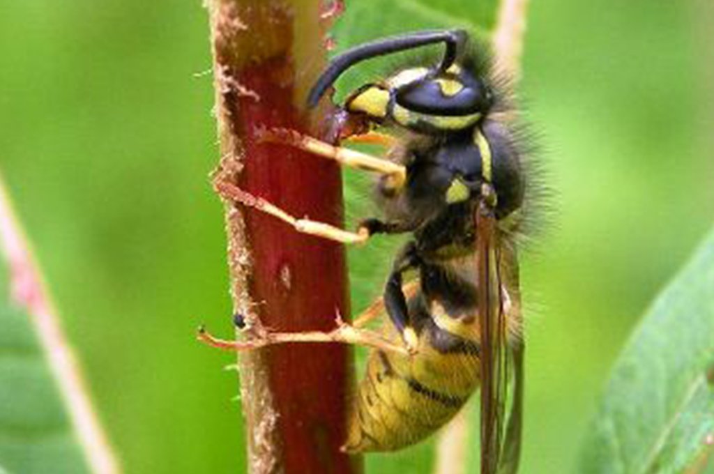 Common wasp on a surface
