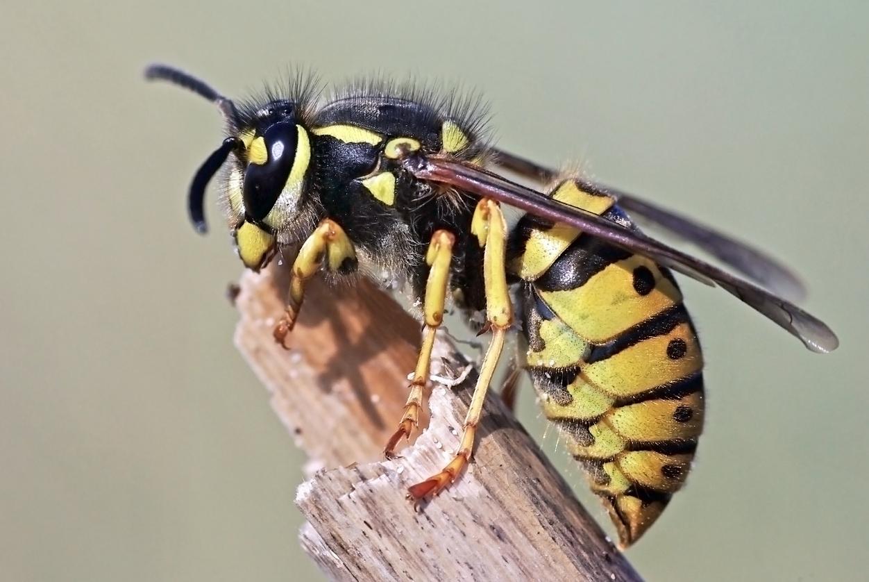 German wasp detailed view