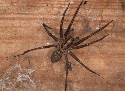 Giant house spider close-up