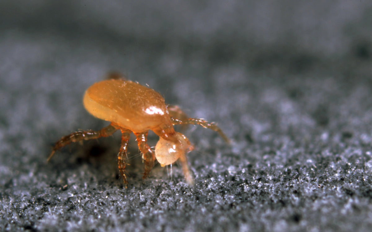 Hypoaspis aculeifer mite