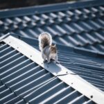 Squirrel on a warehouse roof