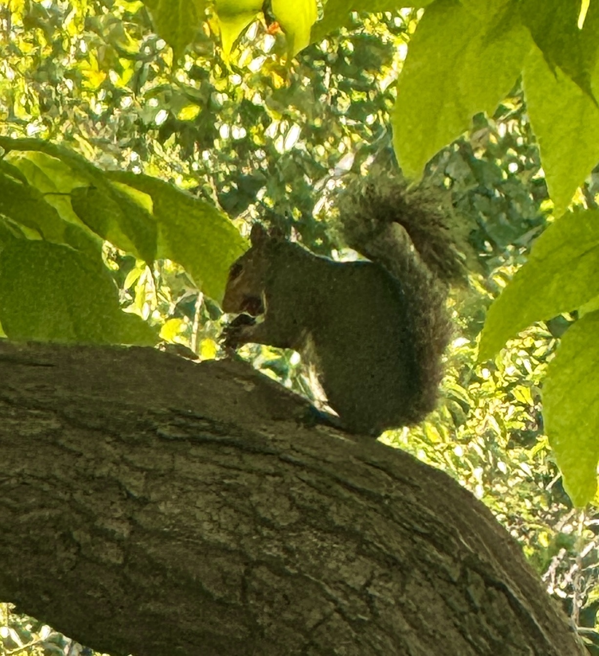 Squirrel problems ,this squirrel is sat in a tree on a branch