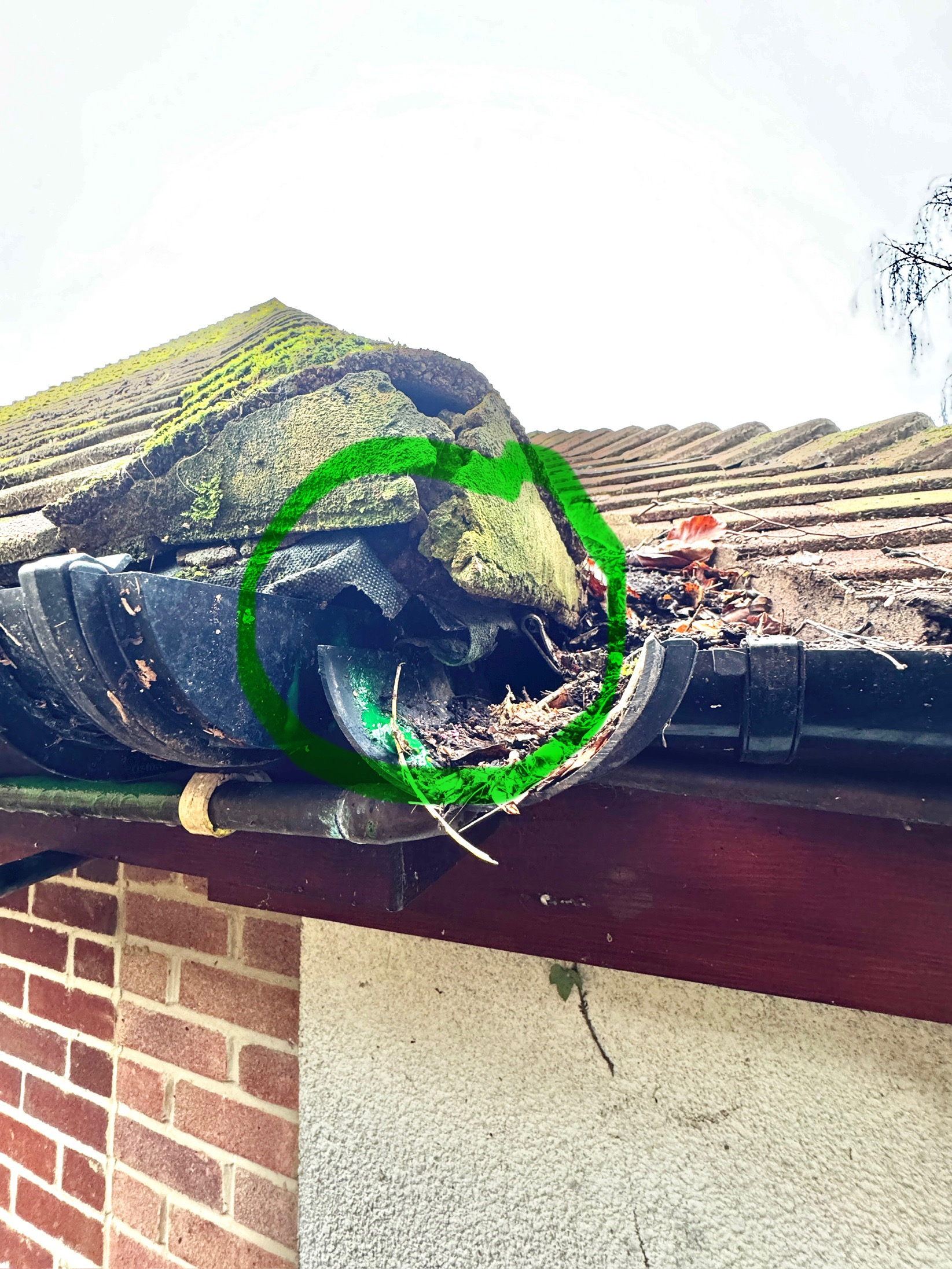 Squirrel hole in a roof
