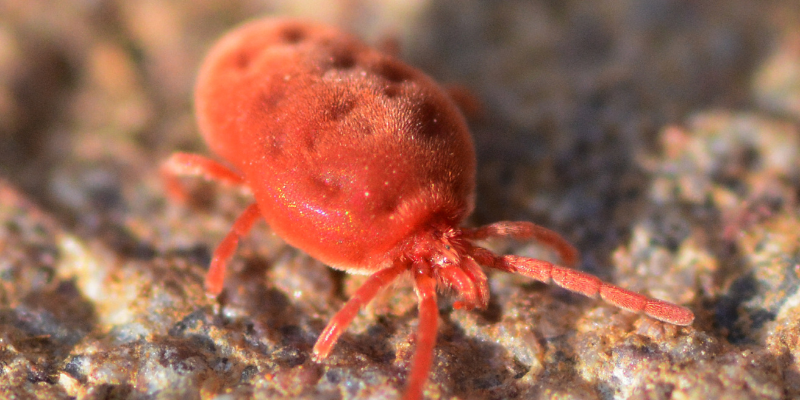 Red mites on plant surface