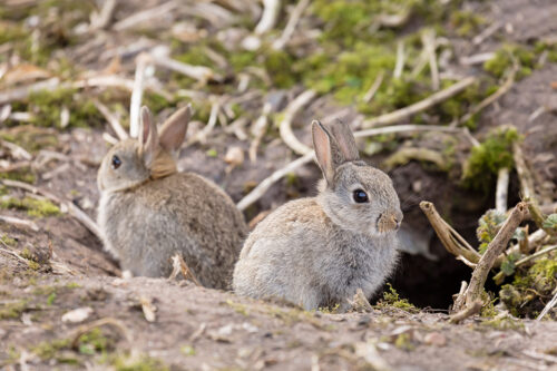 Baby rabbits outside their burrow in the UK