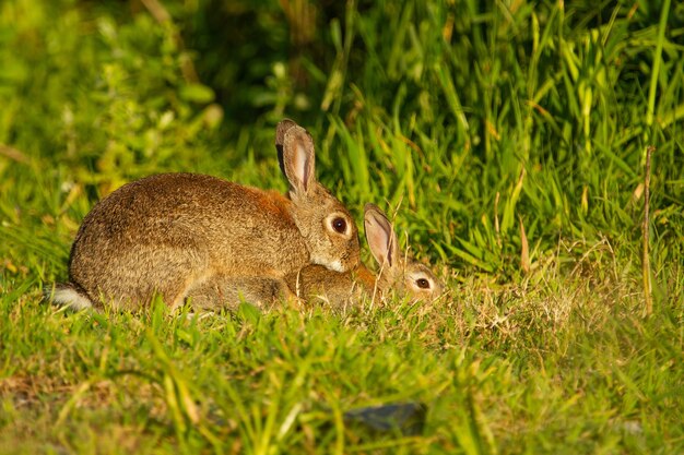 Close-up of European rabbits in meadow