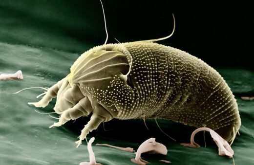 Dust mite under magnification