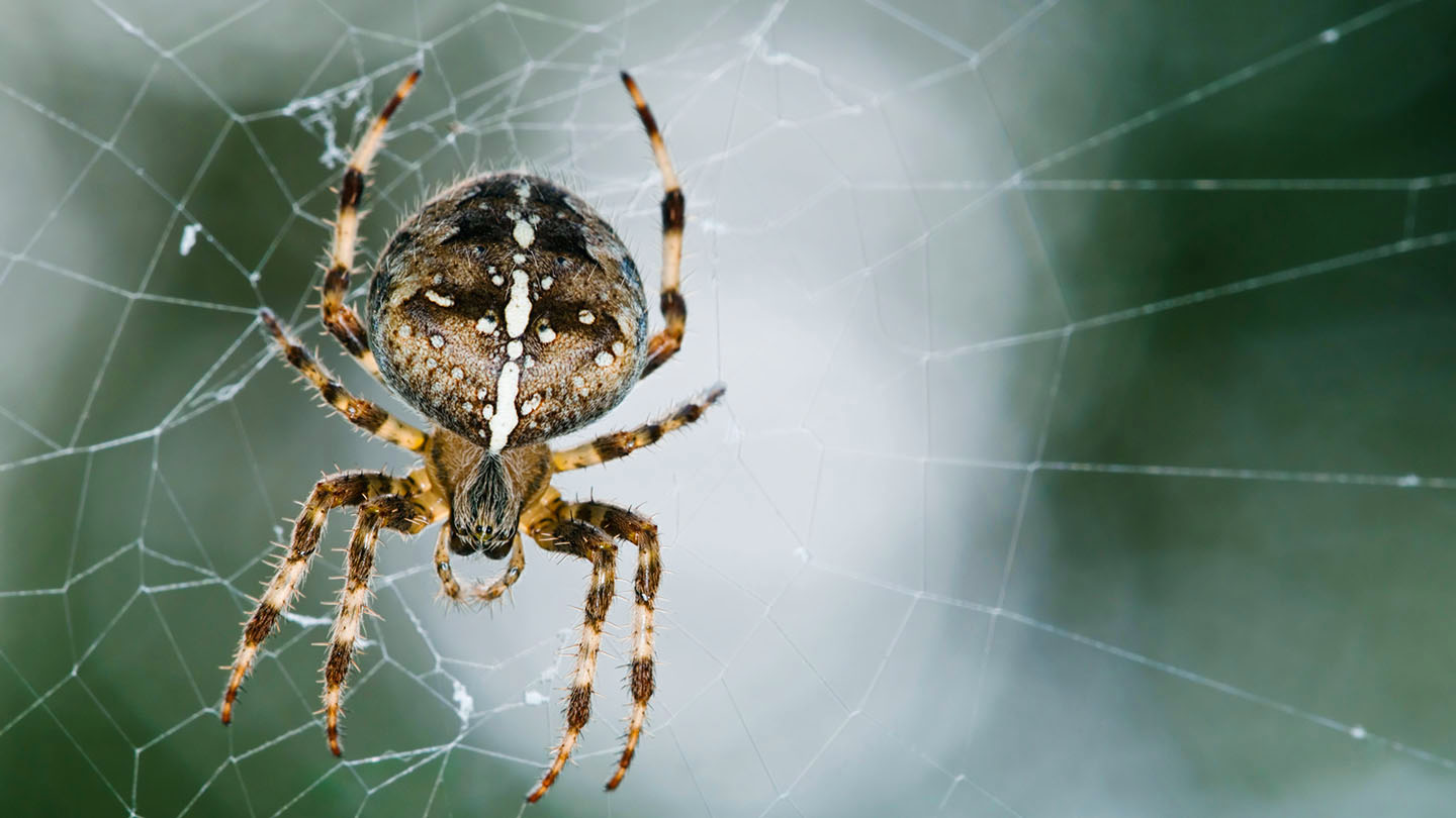 Garden spider on its web