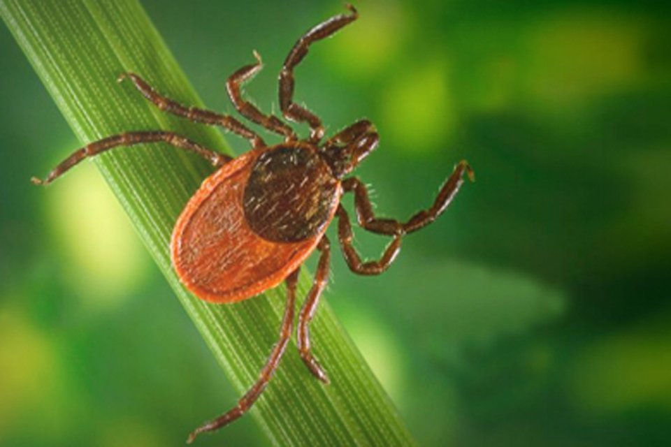 Close-up of a tick