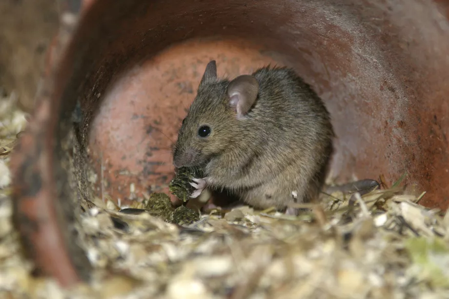 House mouse on a kitchen surface