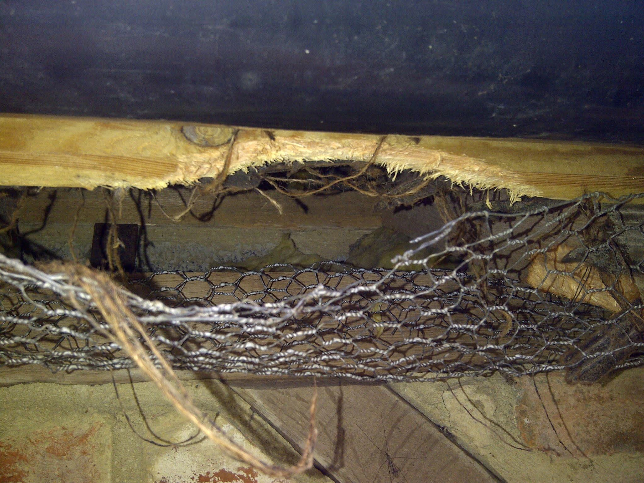 rat damage in a loft in tilehurst