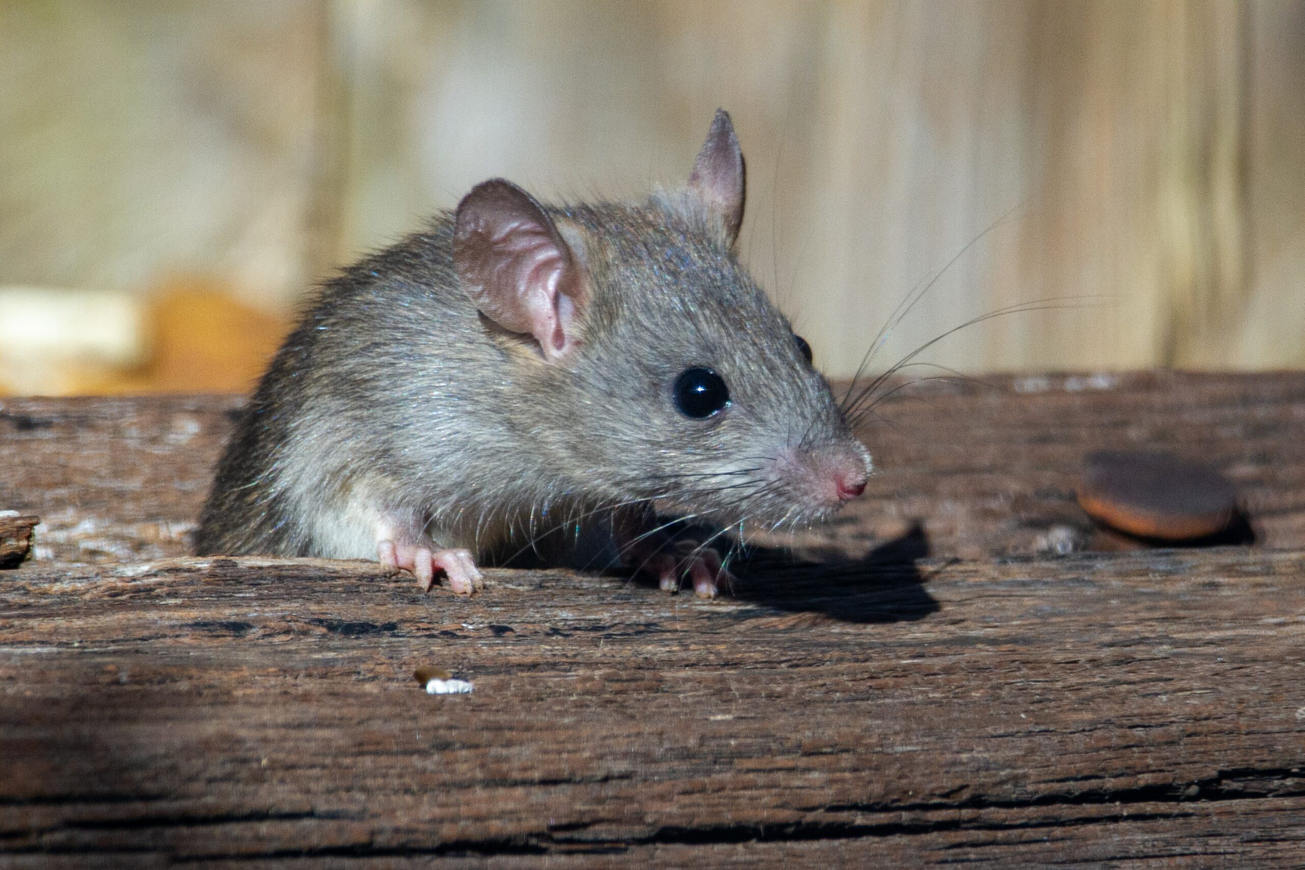Close-up of mice under pest control inspection