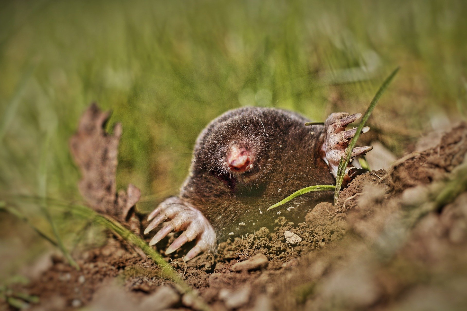 European mole in natural habitat