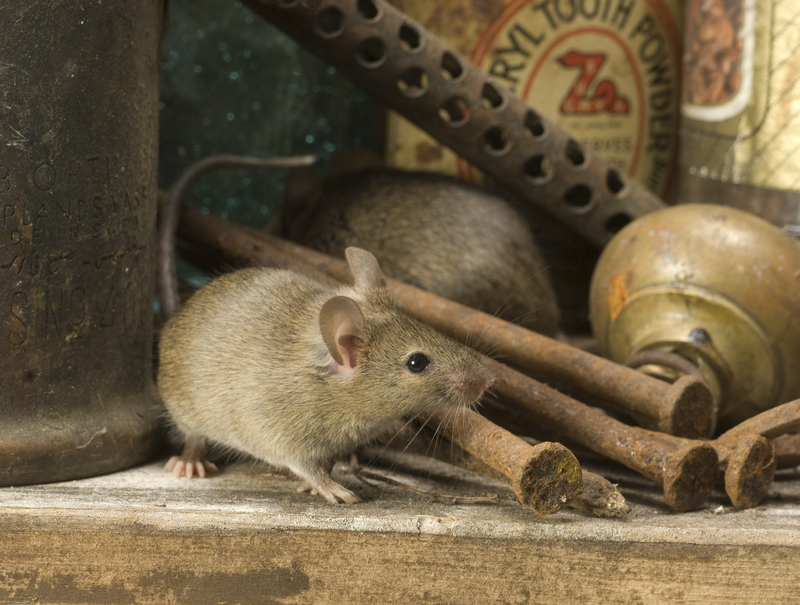 Mouse near skirting board inside property