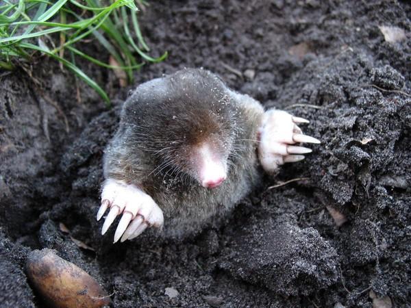 Close-up of a mole on soil mound