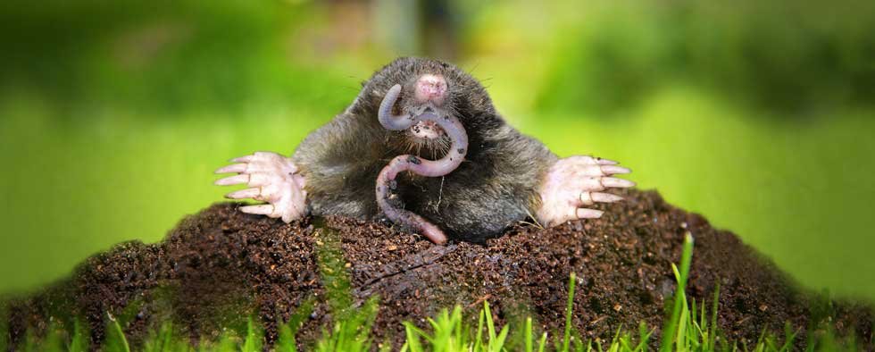 Mole with worm in soil