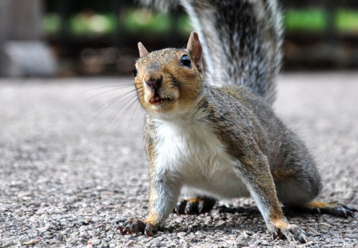 Grey squirrel perched in woodland environment