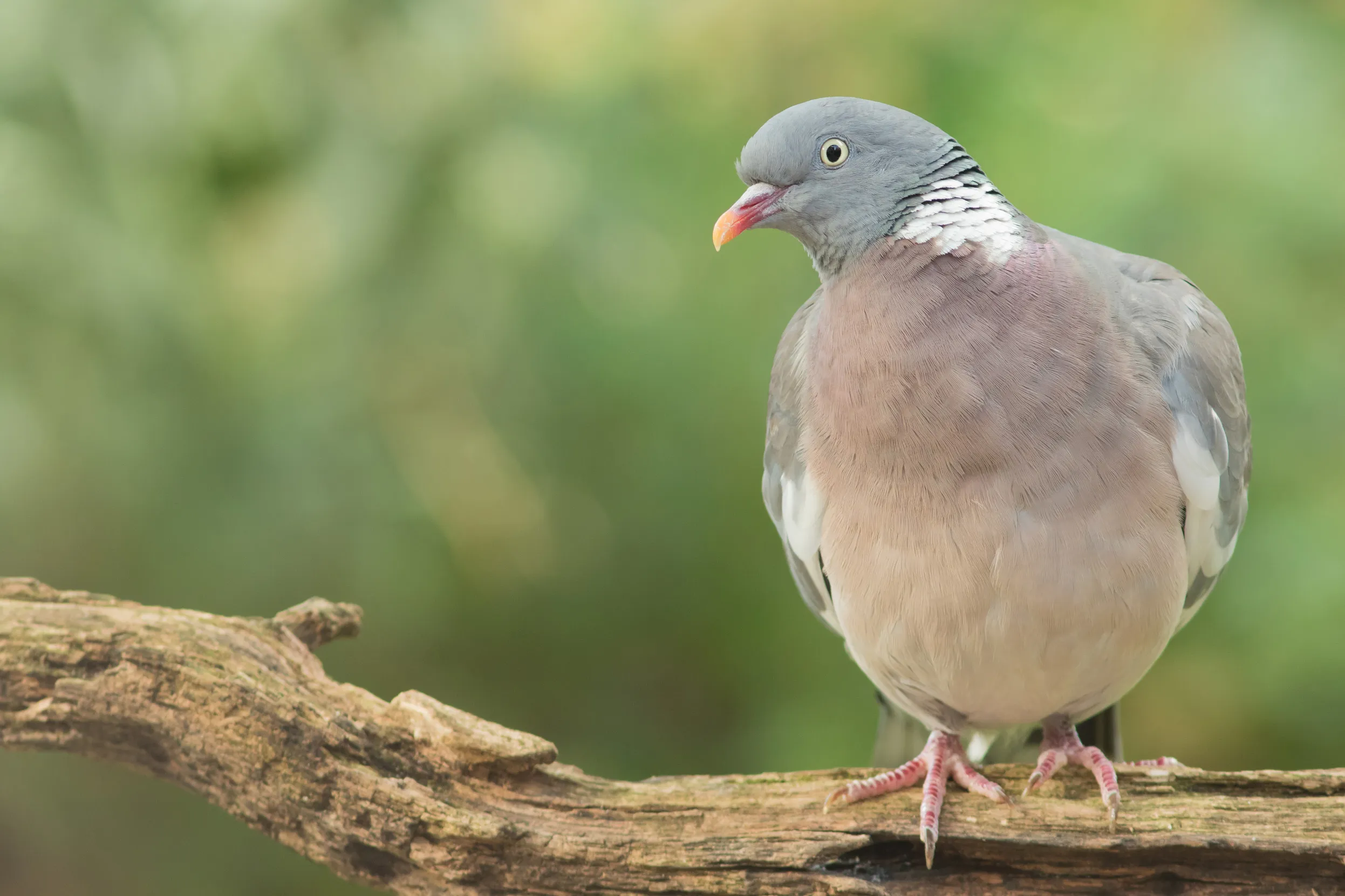 Woodpigeon standing on tree branch