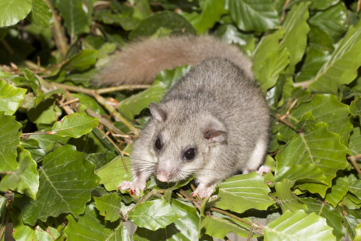 Close-up of a female Glis Glis Edible Dormouse