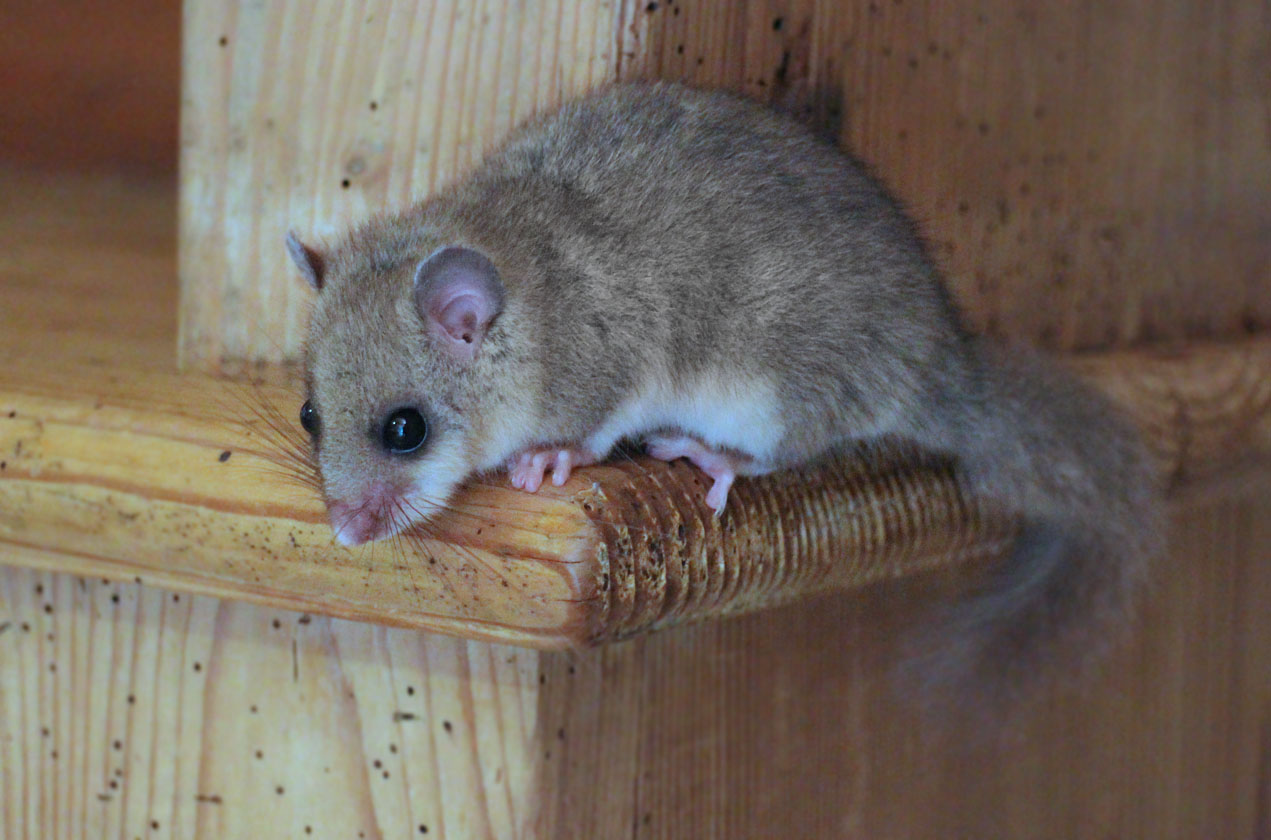 Glis Glis Edible Dormouse in natural habitat