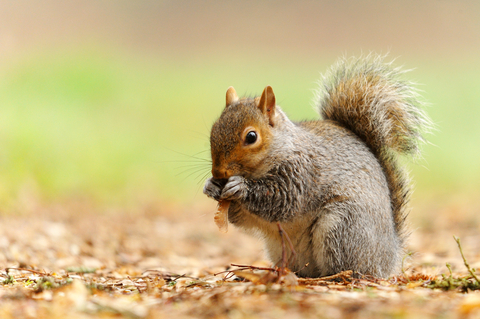 Close-up of a grey squirrel on a branch
