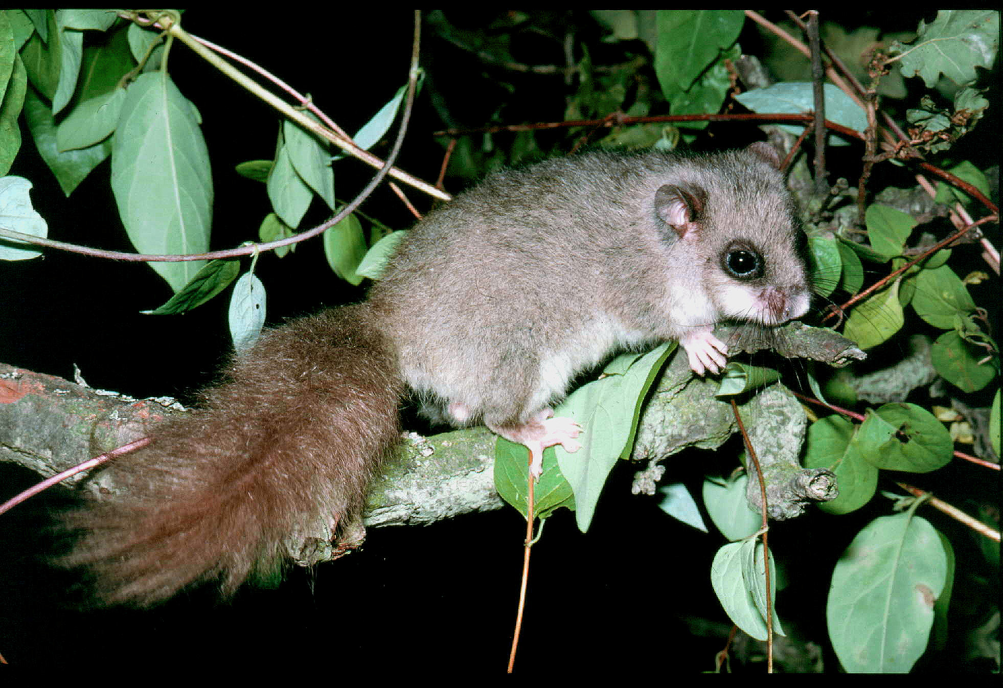 Edible Dormouse resting on a tree branch