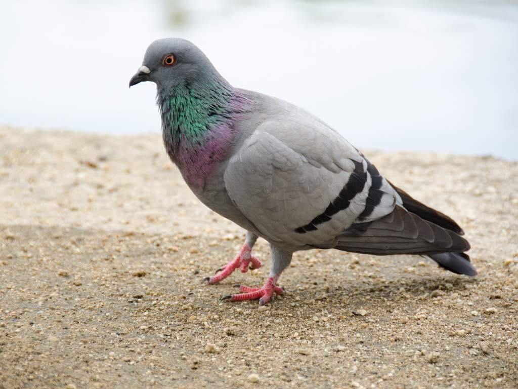 Rock dove standing on urban pavement