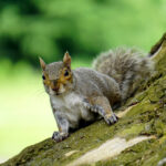 grey squirrel on a branch