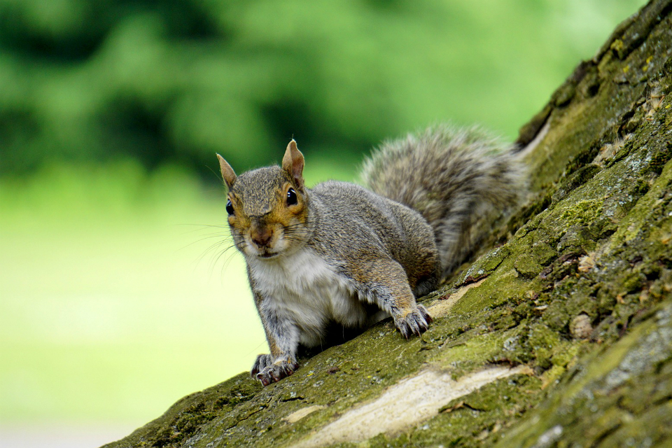 Grey squirrel foraging on grass