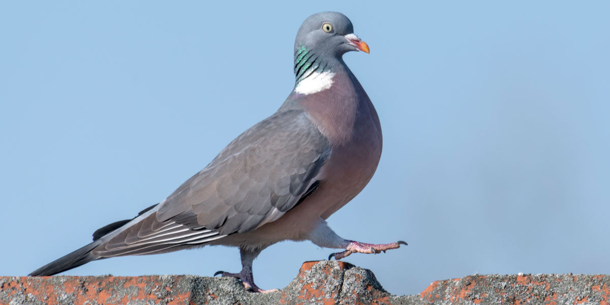 Wood pigeon perched on grass