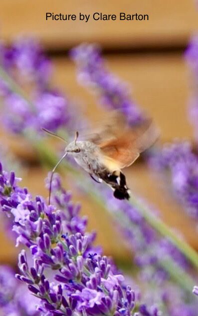 Hummingbird Hawk-Moth feeding on lavender in Harwell Oxfordshire